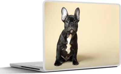 Produktbild von MuchoWow® Laptop Aufkleber Sticker Cover Französische Bulldogge - Schwarz - Beige 36.5x27.5 cm - Laptop-Sticker