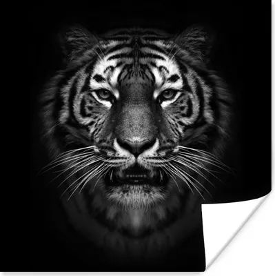 Produktbild von MuchoWow® Poster Tiger - Tiere - Schwarz - Weiß - Porträt - Wild 75x75 cm - Wand Dekoration