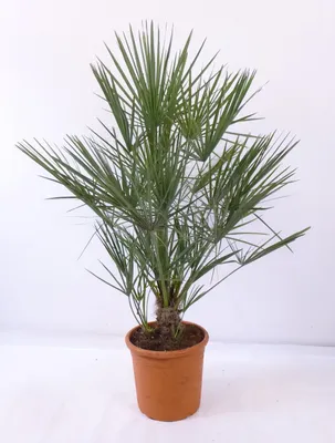 Produktbild von [Palmenlager] - Chamaerops humilis - Zwergpalme - 100 cm - Winterhart -12C°