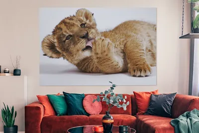 Produktbild von OneMillionCanvasses® - Leinwandbilder - 150x100 cm, Löwe - Weiß - Tiere, Wandbilder Kunstdruck Wanddekoration