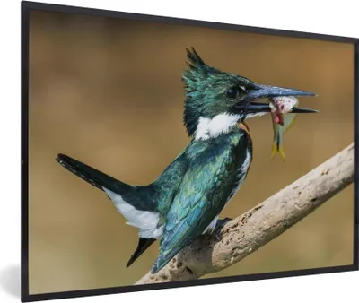 Produktbild von MuchoWow® MuchoWow® Gerahmtes Poster Vogel - Fisch - Zweig 30x20 cm - Poster mit zchwarzem Bilderrahmen - Kunstdruck - Bild-Poster