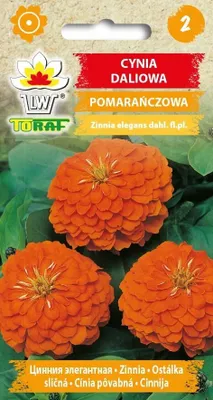 Zdjęcie produktu dla Cynia daliowa pomarańczowa Nasiona Kwiatów 476 Toraf
