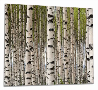 Produktbild von Wallario Herdabdeckplatte aus Glas, Größe 60 x 52 cm 2-teilig, Motiv Birkenwald - Baumstämme in schwarz weiß