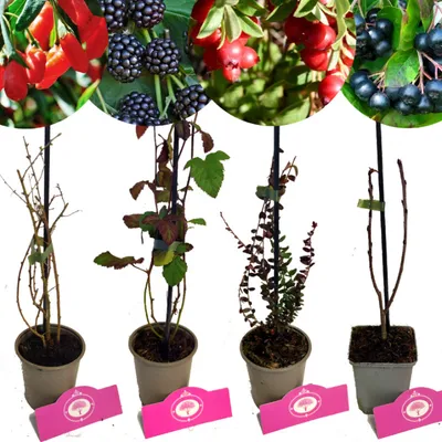 A collage of four different fruit plants in pots, with close-ups of their fruits at the top.