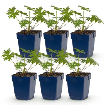 Image de Géranium Johnson's Blue - Géranium - Couvre-sol - Bleu - 6 plants - 15-25cm - Ø11cm - Plante de jardin