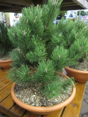 Produktbild von Pinus mugo Laurin - Zwergbergkiefer Laurin 30-40