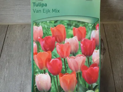 Obrázek produktu pro 7 x Van Eijk Mix Tulipánové cibulky - odolné rostliny pro zahradu a balkon - trvalka - do květináče a na záhon