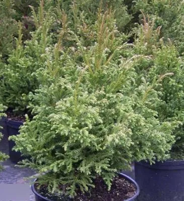 Produktbild von Japanische Sicheltanne Jindai - Cryptomeria japonica - 30-40cm