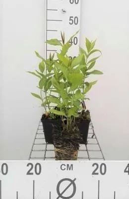 Obrázok produktu pre 6 x Phlox (p) 'Bright Eyes' - plamienok - kvetináč 9 x 9 cm