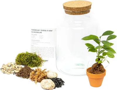 Obrázek produktu pro Gardners Skleněná dóza HELENIUM OSÁZEJ SI SÁM Ficus microcarpa Ginseng, L