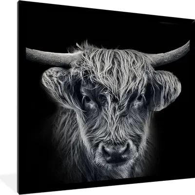 Produktbild von MuchoWow® Gerahmtes Poster Schottischer Highlander - Schwarz - Kuh - Tiere 40x40 cm - Poster mit Schwarzem Bilderrahmen Wandposter Rahmen Foto Bilder - Mit Rahmen - Wanddekoration Schlafzimmer