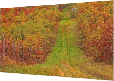 Produktbild von Selbstklebende Fototapete - Wandbilder für Wohnzimmer - 416x254 - Dekorative Wandfolie - Modernes Design für Wanddekoration - Tapeten für Innenräume - Herbstfarben
