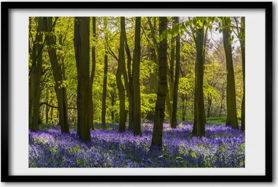 Produktbild von Bild 60x40 MDF-Rahmen, Wandkunst Waldquelle