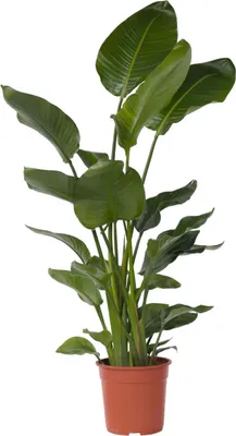 Zdjęcie produktu dla Strelicja - Strelitzia nicolai - Wysokość 150-170cm - ⌀28cm