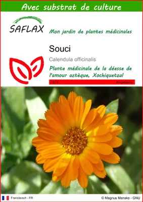 Image de SAFLAX  - Souci - 50 graines - Avec substrat - Calendula