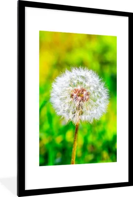Produktbild von MuchoWow® Gerahmtes Poster Löwenzahn - Gras - Blume 60x90 cm - Poster mit Schwarzem Bilderrahmen Wandposter Rahmen Foto Bilder - Dekoration - Wandposter Wohnzimmer - Hochwertig