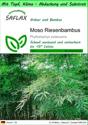 Produktbild von SAFLAX Garden to go - Moso Riesenbambus - Phyllostachys pubescens - 20 Samen - Mit Topf, Klima - Deckel und Anzuchtsubstrat