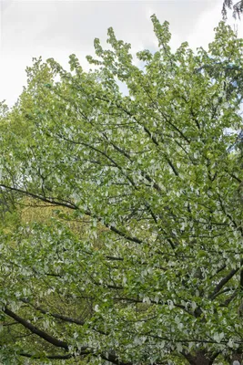 Produktbild von Davidia involucrata 'Vilmoriniana', Taschentuchbaum, 60–80 cm,