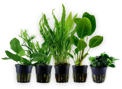 Produktbild von Pflanzen Set mit 5 Einsteiger Topf Aquarium Wasserpflanzen AquaOne Nr.237