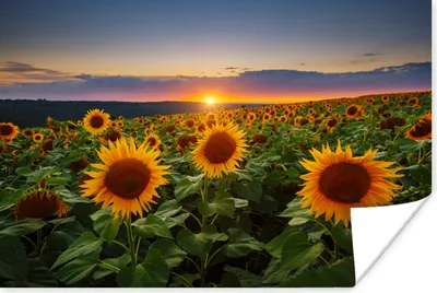 Produktbild von MuchoWow® Poster Blumen - Nacht - Sonnenuntergang - Sonnenblume - Horizont 30x20 cm - Plakate - Print