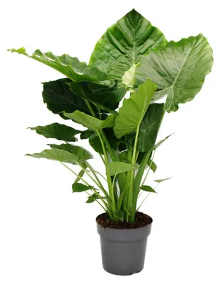 Obrázek produktu pro Alocasia gageana "California" - 21cm solitérní rostlina - sloní ucho - šípový list - výška cca 85cm