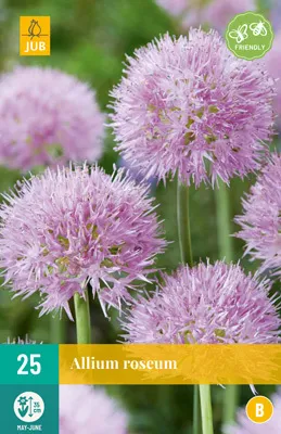 Artikelbild 1 von 'Allium Roseum (25 Stück)' aus der Kategorie Zierlauchzwiebeln / Allium