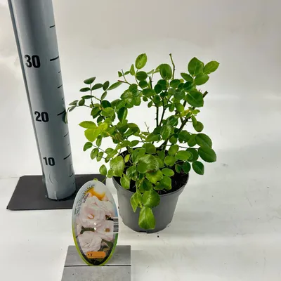 Immagine prodotto di Rosa (H) 'Aspirin Rose' ® - Rosa | 15-20 cm in vaso