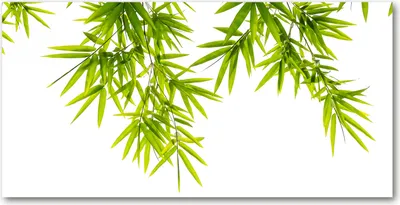 Produktbild von Tulup® Glas-Bild - 100x50 -Wandkunst - Wandbild hinter gehärtetem Sicherheitsglas  - Blumen & Pflanzen - Bambusblätter - Grün