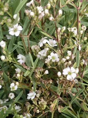 Produktbild von 6 x Gypsophila repens 'Alba' – Schleierkraut - Topf 9x9 cm
