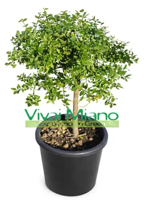 Imagen del producto de Planta de cítrico "Finger Lime" rojo (en maceta, tamaño 20)