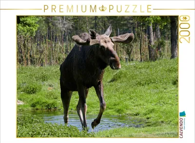 Produktbild von CALVENDO Puzzle Grönåsen Elchpark 2000 Teile Puzzle quer | 2000 Teile Lege-Größe 90x67cm Foto-Puzzle für glückliche Stunden