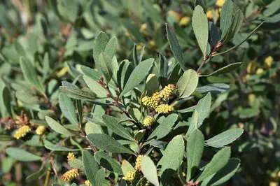 Obrázok produktu pre Myrica gale - Blatniak vihorlatský 30- 40 cm - Kontajner
