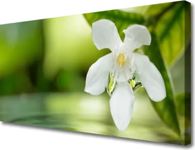 Produktbild von Tulup Leinwand-Bilder 100x50 Wandbild Canvas Kunstdruck Blume Blätter Pflanzen