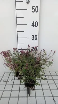 Immagine prodotto di 6 x Thymus pul. 'Foxley' - Timo - vaso 9 x 9 cm