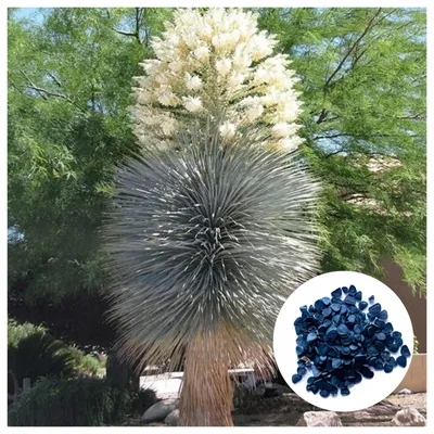 Zdjęcie produktu dla Nasiona Yucca Rostrata - zestaw 10 sztuk - Nasiona roślin egzotycznych - Mrozoodporna - Juka dzióbkowata (Rostrata)