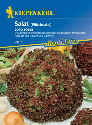 Produktbild von Pflücksalat Lollo rossa, braunroter dickfleischiger dekorativer und kompakt wachsender Pflücksalat