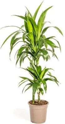 Image de Dracaena Deremensis Lisa Dracaena Ø 19 cm 70-90 cm Plante d'intérieur élégante Décoration