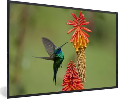Produktbild von MuchoWow® Gerahmtes Poster Vogel - Kolibri - Blumen 90x60 cm - Poster mit Schwarzem Bilderrahmen Wandposter Rahmen Foto Bilder - Fotorahmen - Foto-Plakat