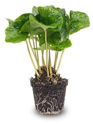 Image de Coffea Arabica : plante de café pour terrariums