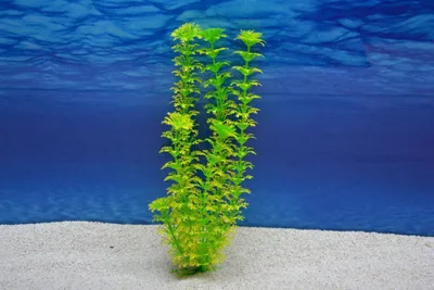 Produktbild von Amtra Cabomba L 29cm künstliche Pflanze Dekoration Aquarium
