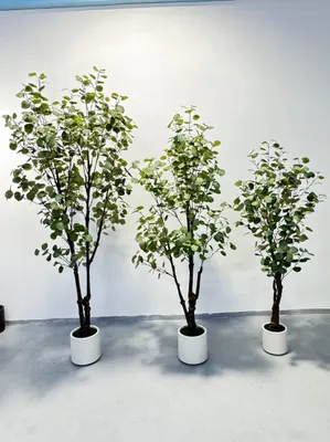 Zdjęcie produktu dla Künstlicher Eukalyptusbaum Geldbaum 6FT