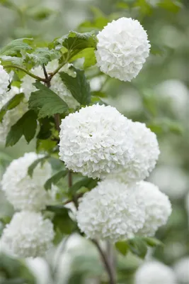 A close-up view of white snowball-like flowers on a plant with green leaves.