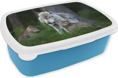 Produktbild von KitchenYeah® Lunchbox Brotzeit Brotdose 17x11 cm Wölfe - Pflanzen - Wald Kinder Brotzeitdose - Lunch - Kunststoff  - Brotbüchse - Sandwichbox - Lunchbox für Kinder
