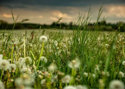 Produktbild von Rasch Tapete 363357 - Fototapete auf Vlies mit einer Wiese mit Pusteblumen in We