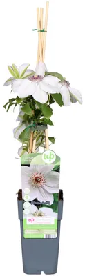 Produktbild von Clematis Miss Bateman - Clematis Weiß - Ø15cm - Höhe 65cm