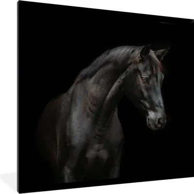 Produktbild von MuchoWow® MuchoWow® Gerahmtes Poster Pferd - Tier - Schwarz 40x40 cm - Poster mit zchwarzem Bilderrahmen - Mit Rahmen - Wanddekoration Schlafzimmer