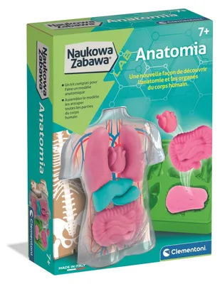 Obrázok produktu pre Clementoni Naukowa Zabawa Anatomia Zestaw do budowy organów