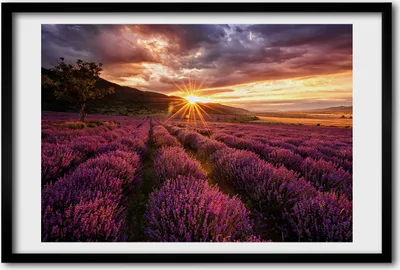 Produktbild von Bild 60x40 MDF-Rahmen, Wandkunst Lavendelfeld