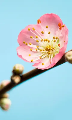Produktbild von Komar Vlies Fototapete "Peach Blossom", blau/rosa/gelb, 150 x 250 cm; V3-753