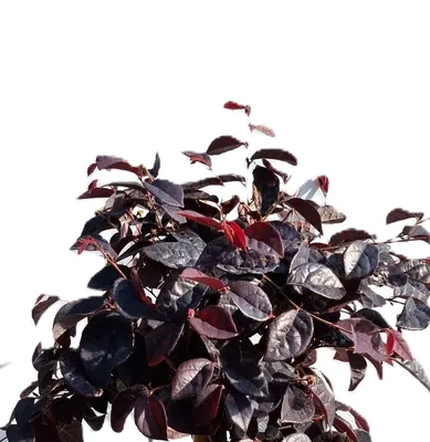 Immagine prodotto di Fiore a cinturino Loropetalum chinense - Danza del fuoco - 30 - 40 cm